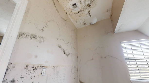 Reliable Alvin, TX Mold Removal Solutions