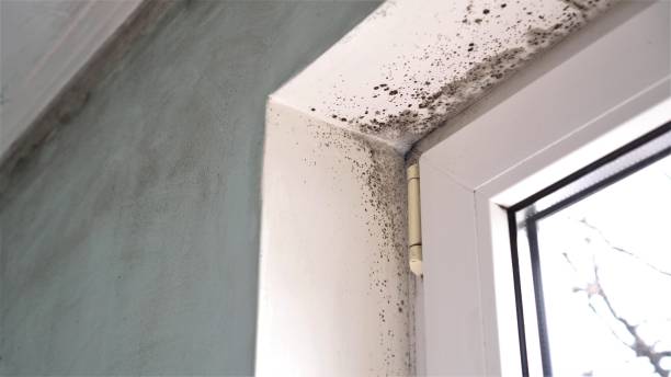 Best Crawl Space Mold Remediation  in Alvin, TX