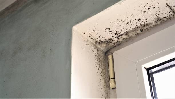 Best Comprehensive Air Testing for Mold Contaminants  in Alvin, TX