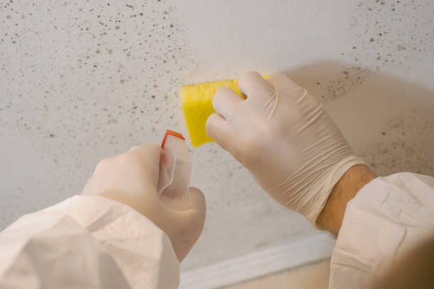 Best Asbestos and Lead Testing During Mold Inspection  in Alvin, TX